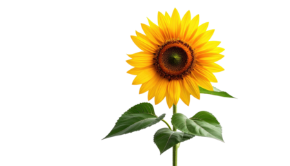 Vibrant yellow sunflower with green leaves isolated against a stark black background, creating a striking contrast