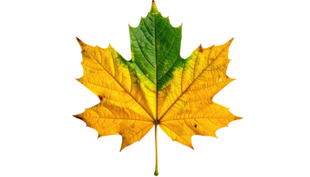 Bi-colored maple leaf against black. Green transitioning to gold. Detailed veins and distinct texture. Clean and crisp edges