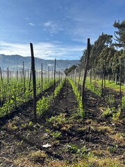 sembrado con surco en el campo de arveja