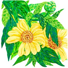 yellow Mexican sunflower (Tithonia)  flowers on white background