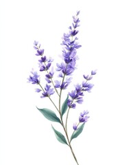 Obraz premium pastel watercolor of a small sprig of lavender with delicate purple flowers and green leaves isolated on white background minimalistic for greeting cards banners high quality and detail