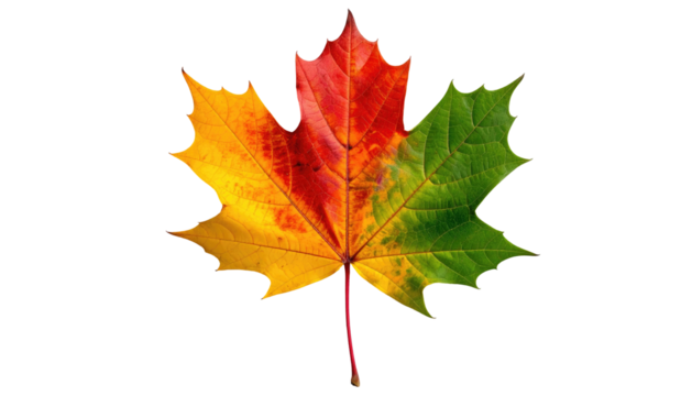 Colorful maple leaf transitions from yellow to red to green, set against a black background