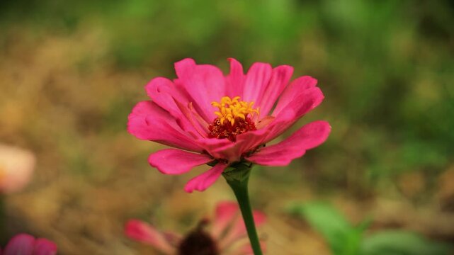 Flor rosa vibrante em destaque, com p&eacute;talas abertas e miolo amarelo, contrastando com o fundo verde desfocado que real&ccedil;a sua beleza natural e simplicidade.