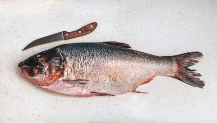 A large, fresh, cleaned silver carp lies on the table next to a wooden-handled knife. The concept is about preparing fresh and healthy food.