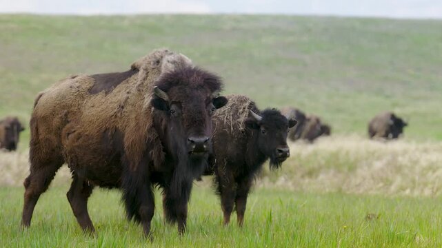 HD footage of a herd of American bison grazing peacefully in a wide open prairie on the Blackfeet Reservation, Montana.