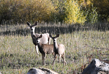 Three Mule Deer