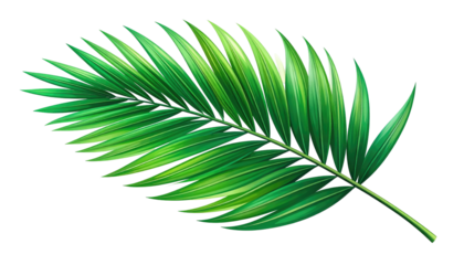 Vibrant green palm frond with detailed veins, presented against a stark black background, creating a striking contrast