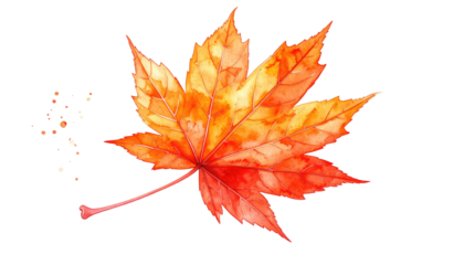 Single maple leaf watercolor; vibrant orange, red and yellow hues isolated on black background