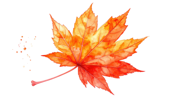 Single maple leaf watercolor; vibrant orange, red and yellow hues isolated on black background