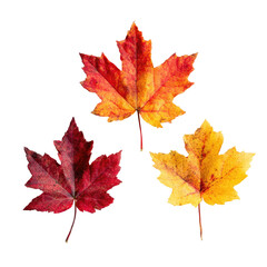 Obraz premium Three autumn maple leaves in varying shades of red, orange, and yellow against a black background