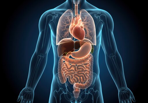 Human Body Internal Organs Anatomy with Transparent Overlay