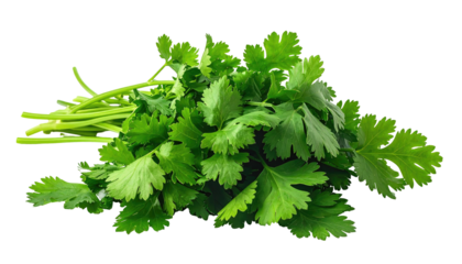 Fresh bunch of vibrant green cilantro, with textured leaves and stems, isolated against a stark black background
