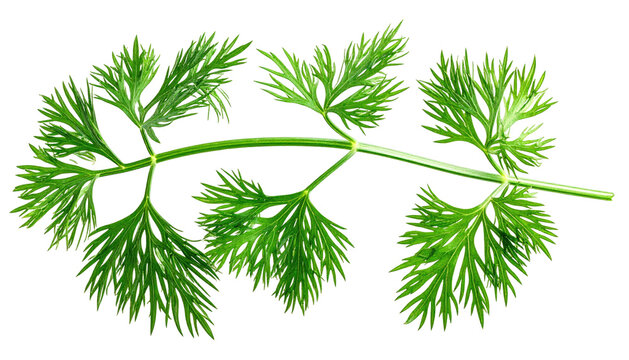 Vibrant green herb branch with delicate, fern-like leaves against a dark background - Powered by Adobe