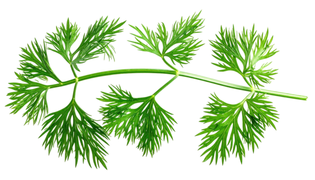 Vibrant green herb branch with delicate, fern-like leaves against a dark background