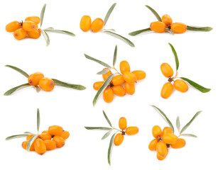 Sea buckthorn berries and green leaves isolated on white, set