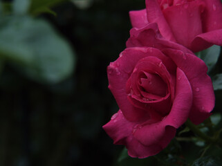 雨の降る6月に美しく咲いた深いピンク色のバラ「マヌウメイアン」
