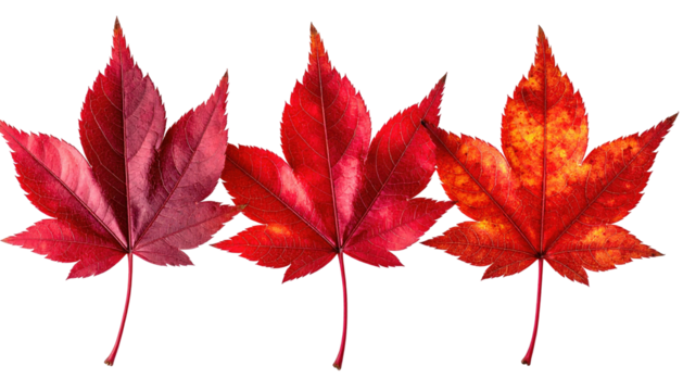 Three vibrant autumn maple leaves, showcasing a spectrum of red and orange hues against a stark black background