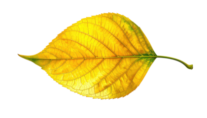 A vibrant yellow leaf with visible veins lies on a black backdrop, capturing autumn's essence