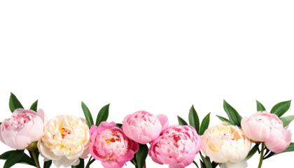 Floral border of pink, white and cream peonies, leaves and black background create a soft, delicate arrangement