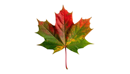 Vibrant maple leaf transitions colors, showcasing autumn hues on a black backdrop with intricate vein details