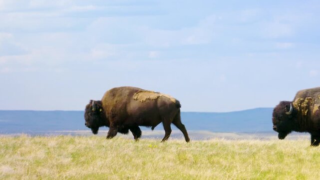 HD footage of a herd of American bison grazing peacefully in a wide open prairie on the Blackfeet Reservation, Montana.
