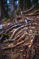 Tree Roots and Forest Floor Texture in Natural Canadian Woodland