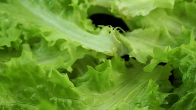lettuce on a rotating background