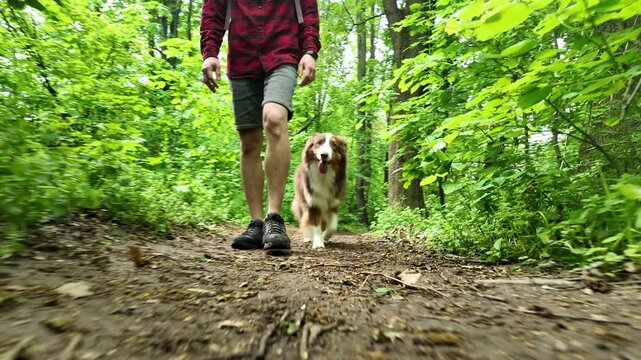 Australian Shepherd dog walking with man in red checkered shirt along forest path surrounded by green trees