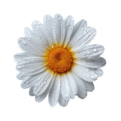 Dew-kissed white daisy with yellow center, isolated against a black background, showcasing delicate petal details