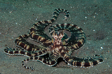 Mimic octopus on sand in Lembeh Strait, Indonesia © Scubabruce
