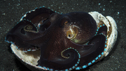 Veined octopus on shells, Lembeh Strait, Indonesia © Scubabruce