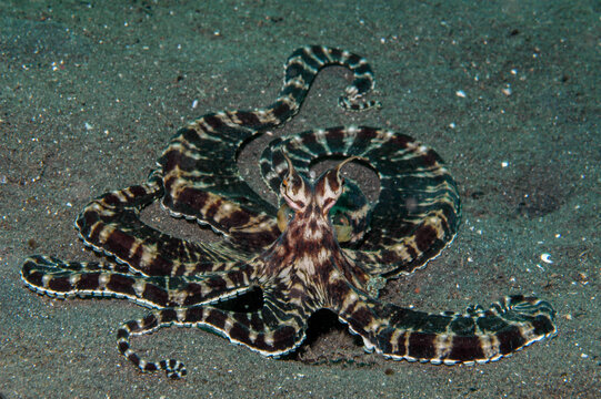 Mimic octopus on sand in Lembeh Strait, Indonesia