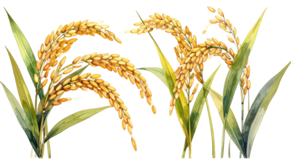 Two rice bundles, golden grain heads, green leaves, watercolor style, illustration, black background, realistic yet stylized