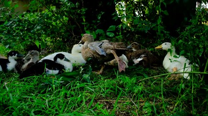 Young duck spreading her leg while other own raised variety of cage free ducklings relaxing or resting in shadowy area under tree
