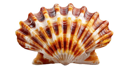 Obraz premium Seashell's Delicate Beauty: A close-up showcases the intricate design and organic texture of a seashell, its form a testament to the artistry of nature.