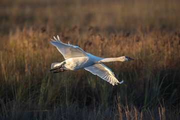 trumpeter swan in flight in early morning light