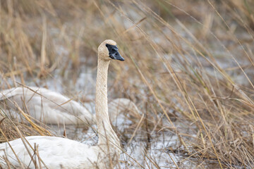 trumpeter swan swimming in the water