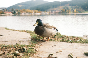 A duck is standing on a grassy area near a body of water