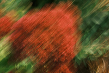 A blurry image of a red flower with green leaves