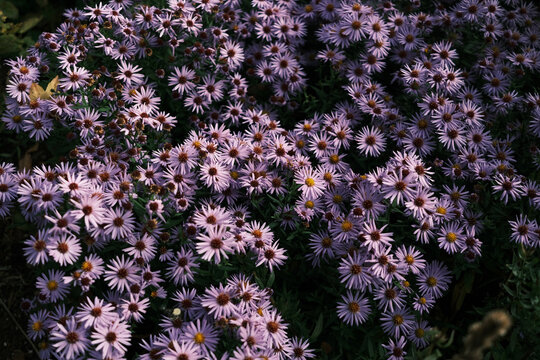 A field of purple flowers with many petals