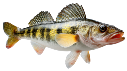 Golden Perch's Portrait: A close-up view unveils a captivating portrait of a golden perch, showcasing its exquisite details with precision, highlighting its textures and radiant natural colors.