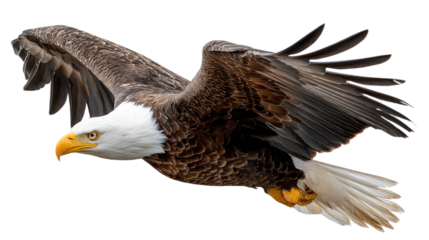 soaring Eagle in Flight: An impressive bald eagle soars gracefully through the air, wings fully extended, showcasing its strength and freedom.  A symbol of power and majesty.