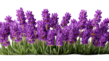 Lavender Field of Serenity: A vibrant expanse of lavender, their purple blooms standing tall, creating a scene of peace and natural beauty