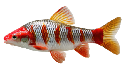 Red Lined Torpedo Barb:  A vibrant red lined torpedo barb swims gracefully, showcasing its distinctive coloration. this species is know for its distinctive marks.
