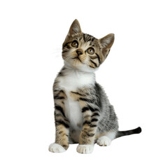 Obraz premium Cute tabby kitten sitting and looking up isolated on transparent background