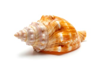Elegant Seashell - A Close-Up of Natures Artistry on White.