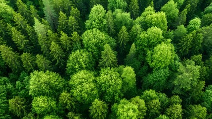 Lush green forest canopy seen from an aerial perspective featuring a mix of evergreen and deciduous trees