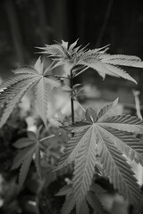 self grown plant of cannabis
