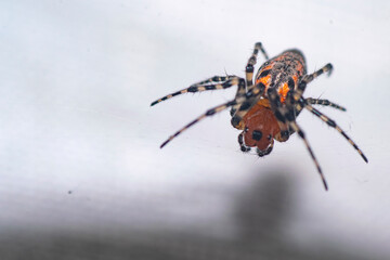 Spider on a white background