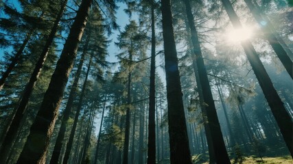 Sunlight filtering through tall pine trees in a dense forest